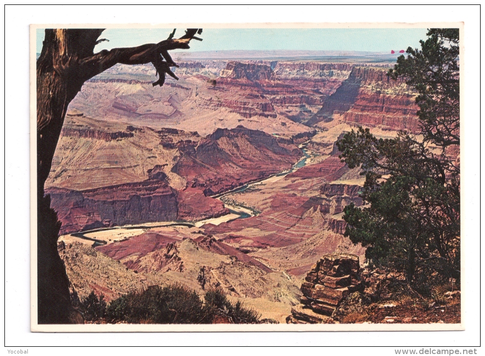 CP, Etats Unis, ARIZONA, Le Grand Canyon, écrite, voyagé