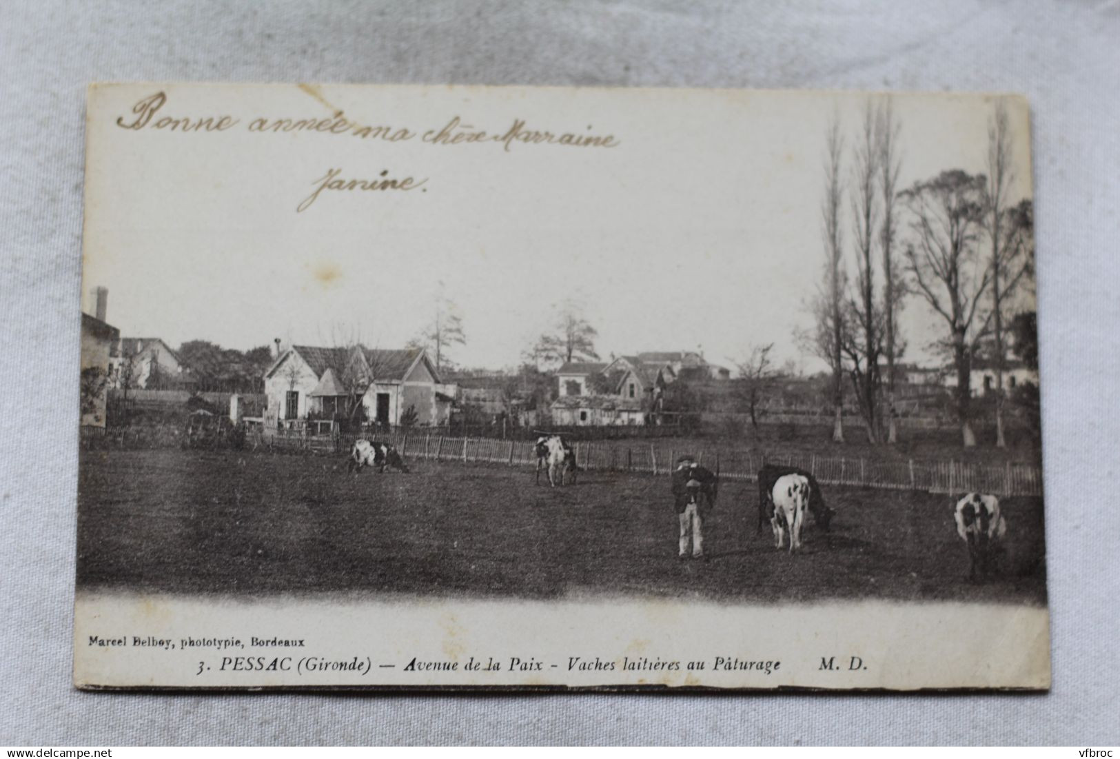 Cpa 1920, Pessac, avenue de la Paix, vaches laitières au pâturage, Gironde 33