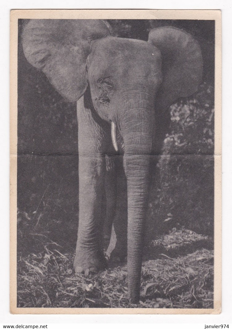 CPA 1949, Congo Français , Elephant  , pour Toulouse.