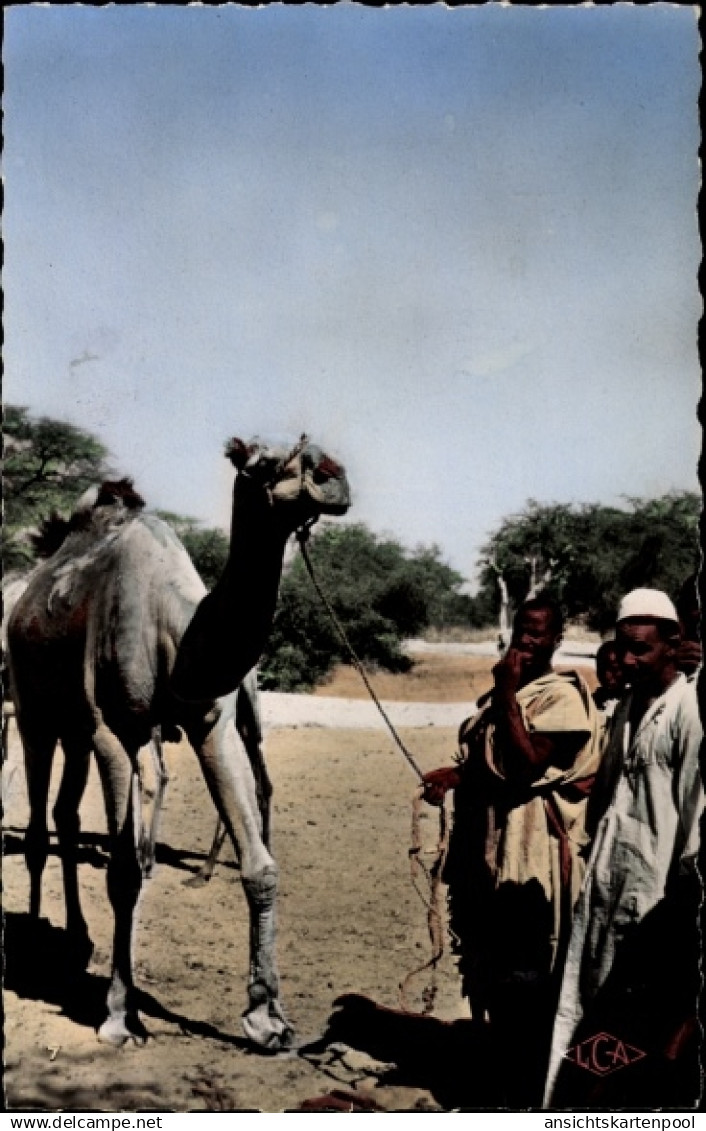 CPA Abeche Tschad, Un dromadaire