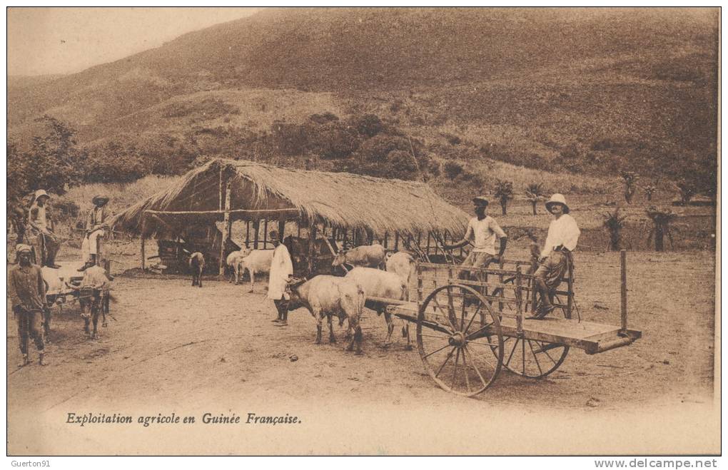 ( CPA AFRIQUE )  GUINÉE FRANÇAISE  /  Exploitation agricole en Guinée Française  -