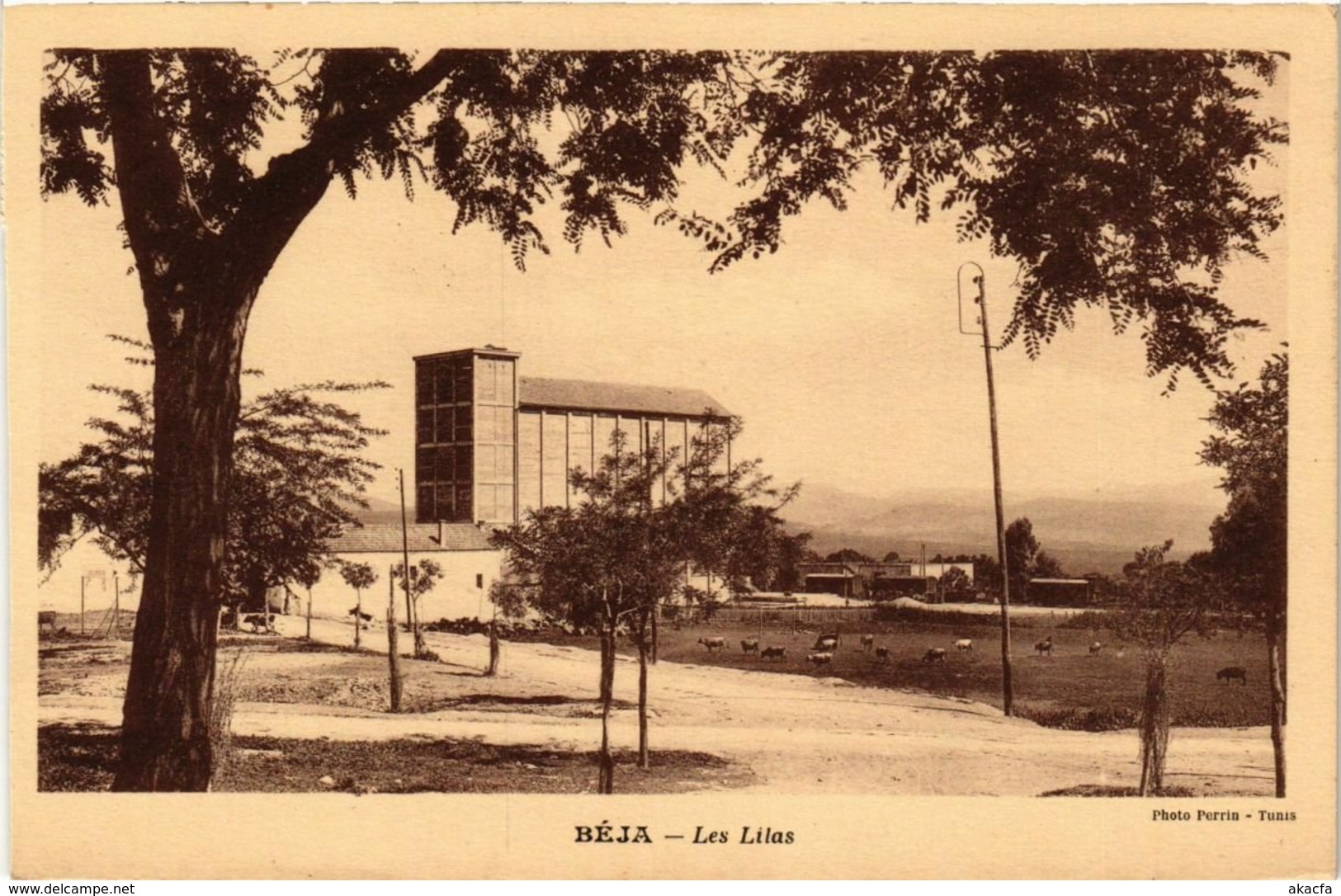 CPA AK TUNISIE BEJA-Les Lilas (239166)