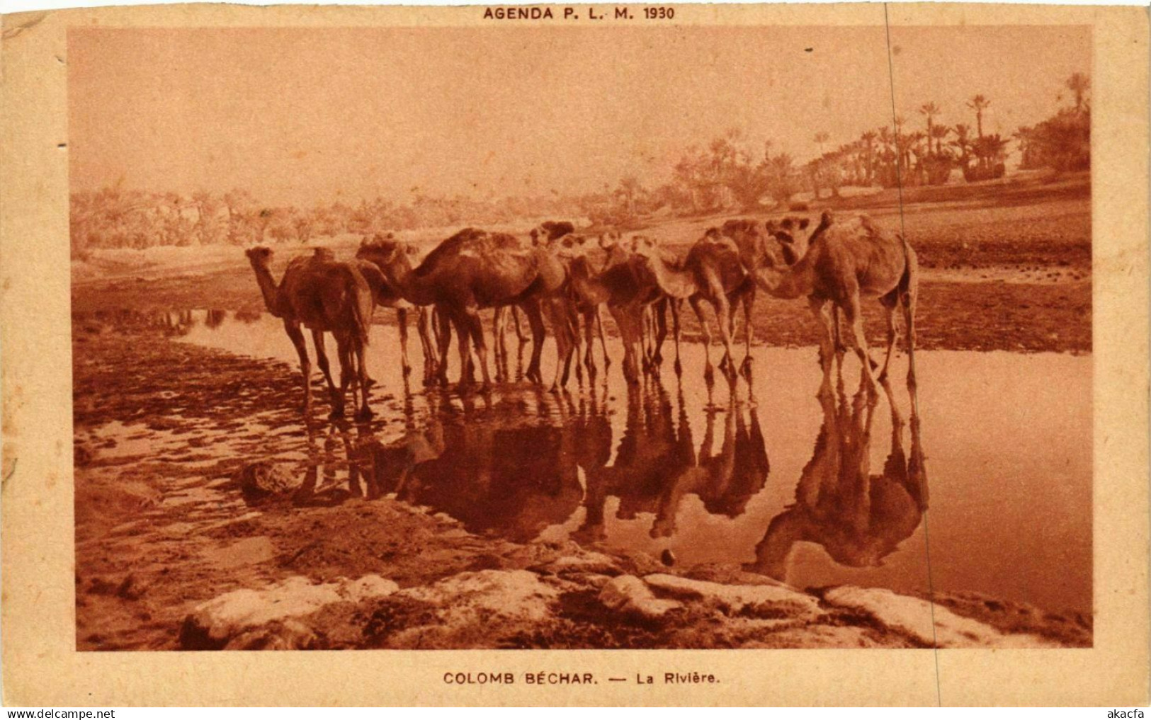 CPA ALGERIA COLOMB-BÉCHAR Bechar La riviere (856490)