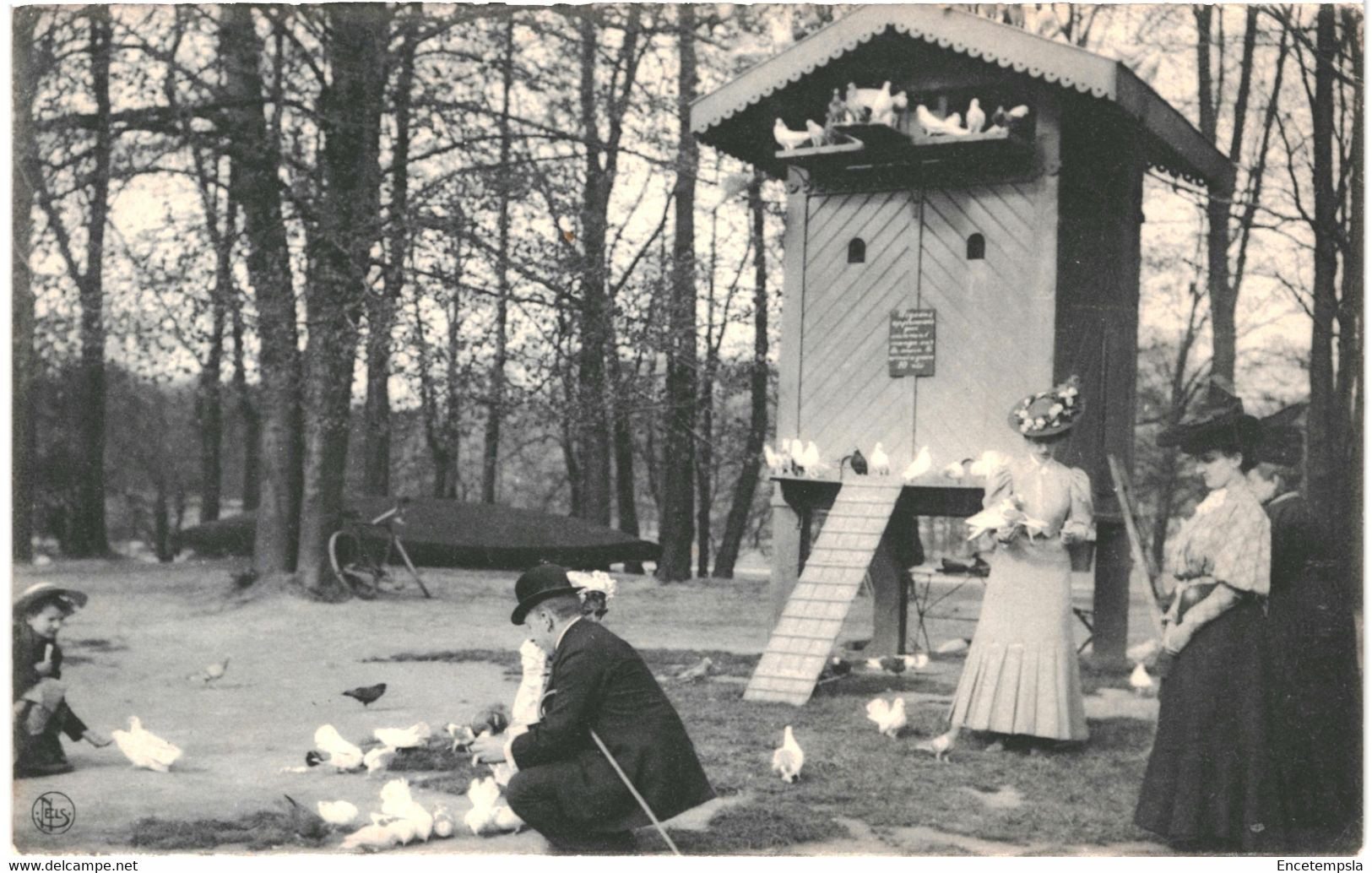 CPA - Carte postale Belgique-Bruxelles Bois de la Cambre Les pigeons à l'ile du bois VM47931