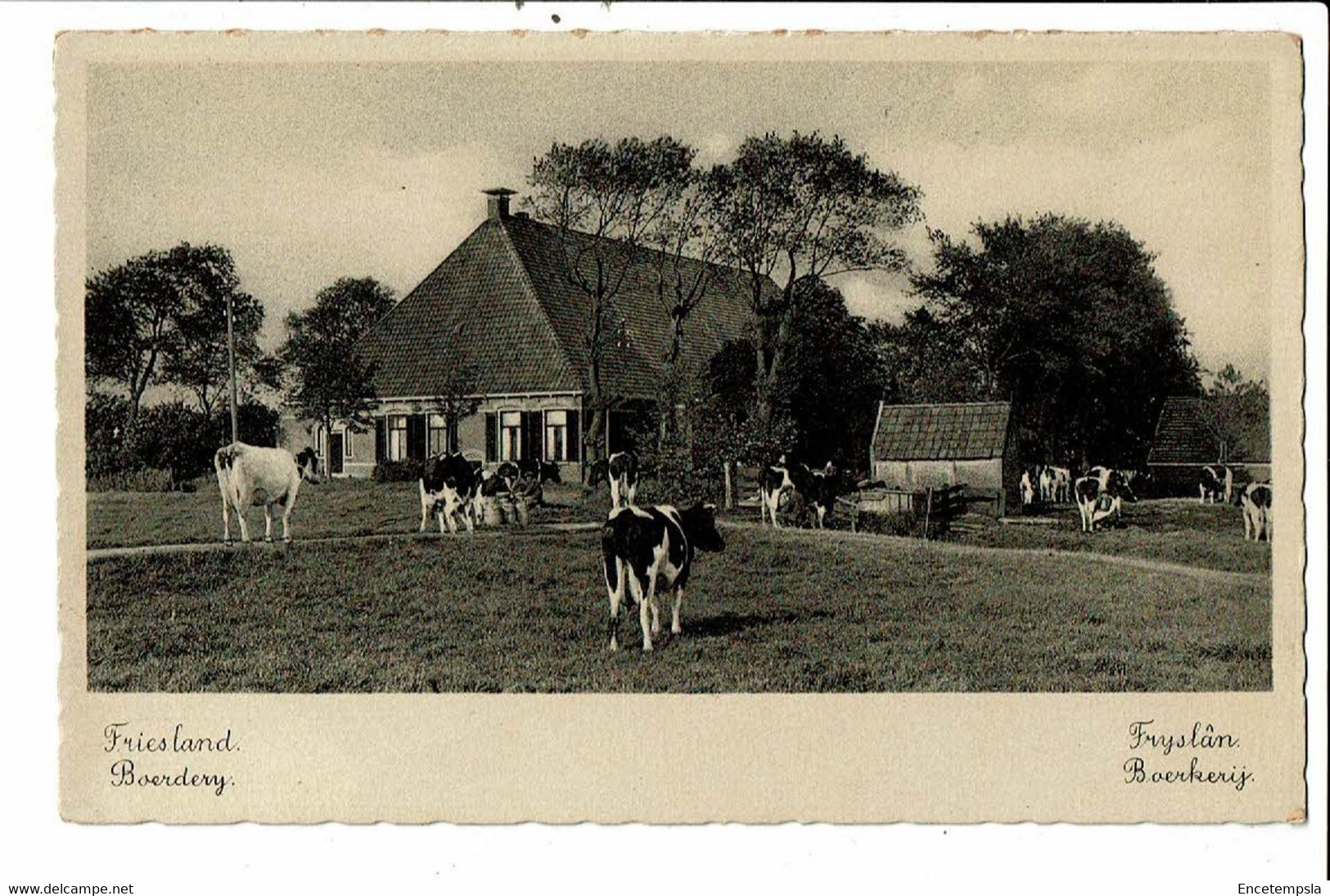 CPA-Carte Postale  Pays Bas-Friesland -Boerderij-VM23860br