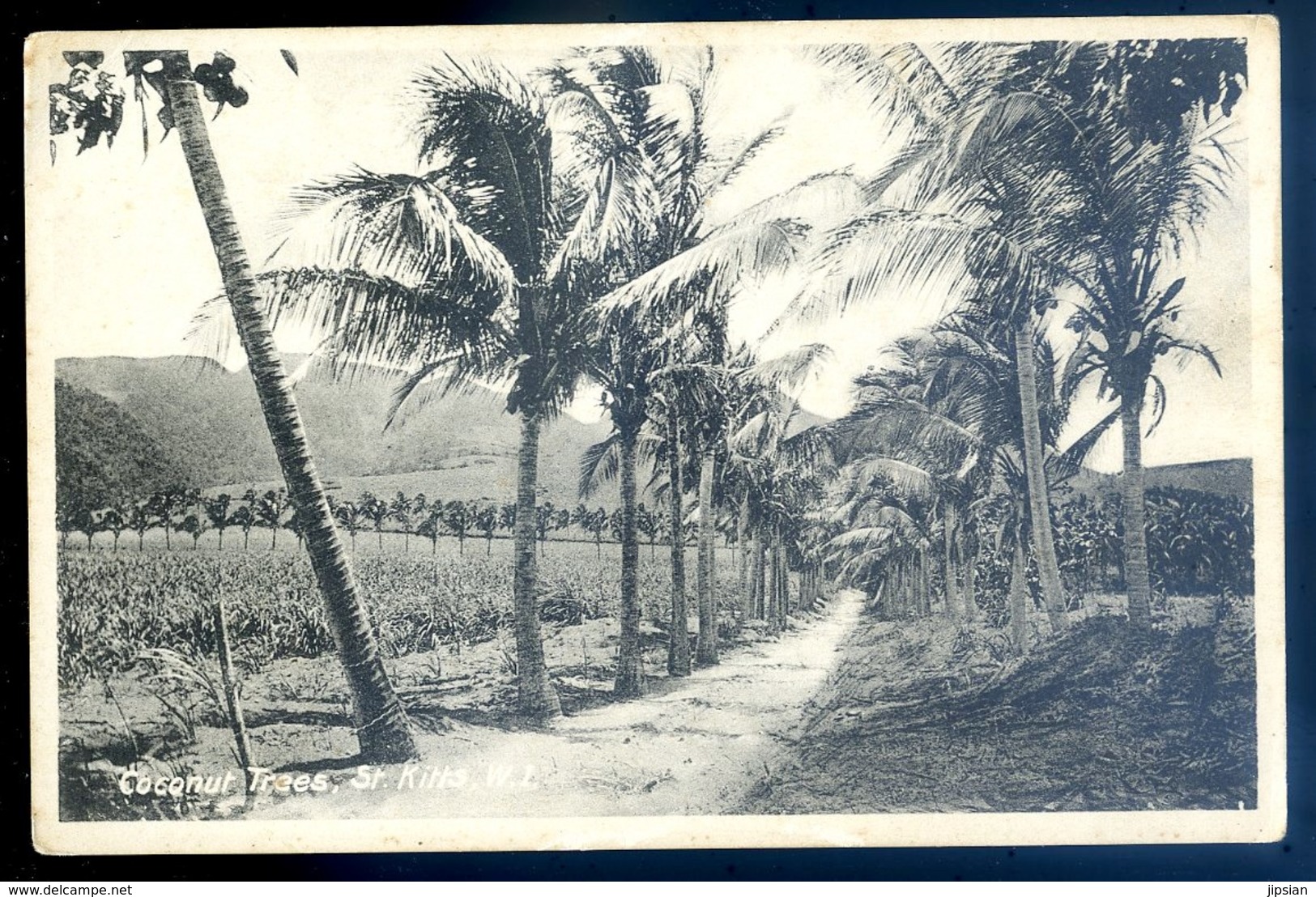 cpa des Antilles Saint Christophe et Niévès St Kitts Coconut Trees W.I.    LZ74