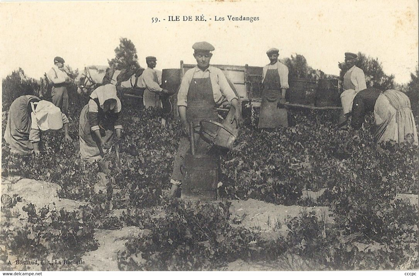 CPA Ile de Ré Les Vendanges