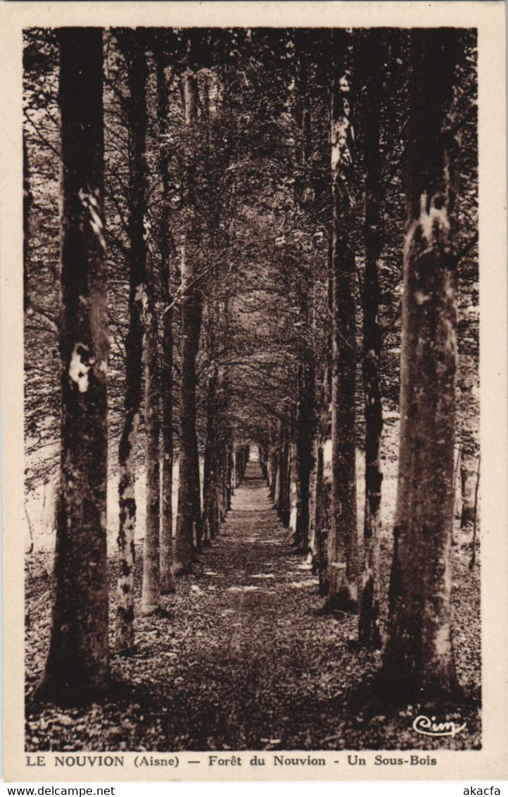 CPA Le Nouvion-en-Thierache - Foret de Nouvion - Un Sous-Bois (1061963)