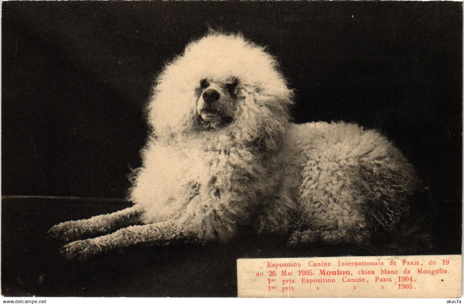 CPA PARIS EXPO Canine 1905 Mouton, chien blanc de Mongolie (1242975)