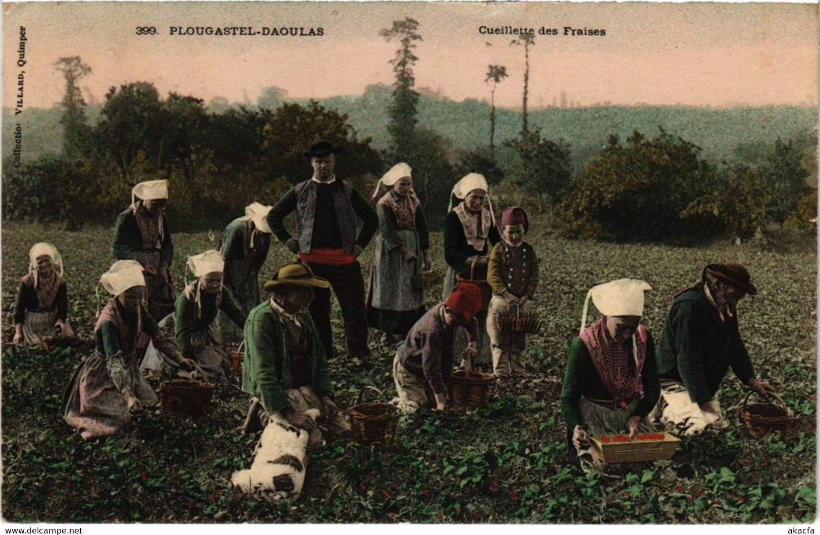 CPA PLOUGASTEL-DAOULAS - Cueillette des Fraises (987825)