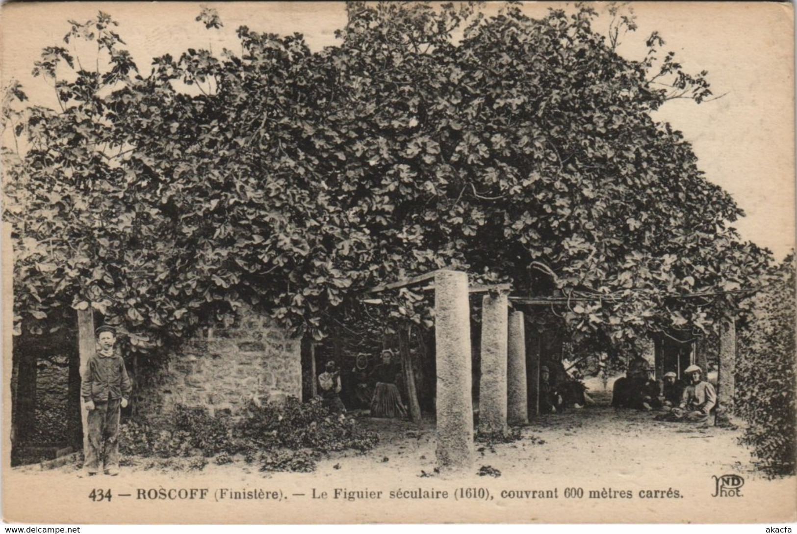 CPA ROSCOFF - Le Figuier séculaire (143977)