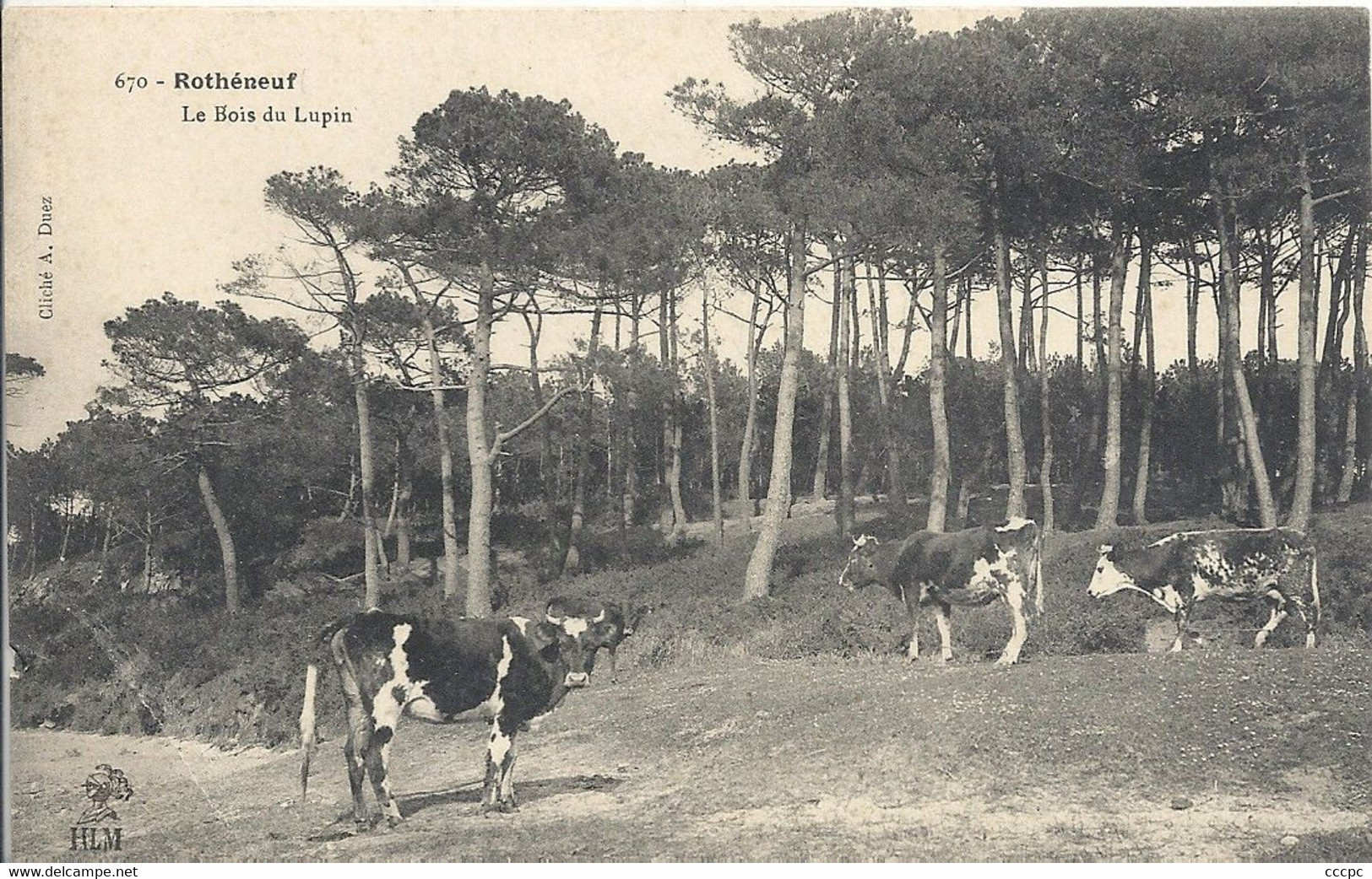 CPA Rotheneuf Le Bois du Lupin