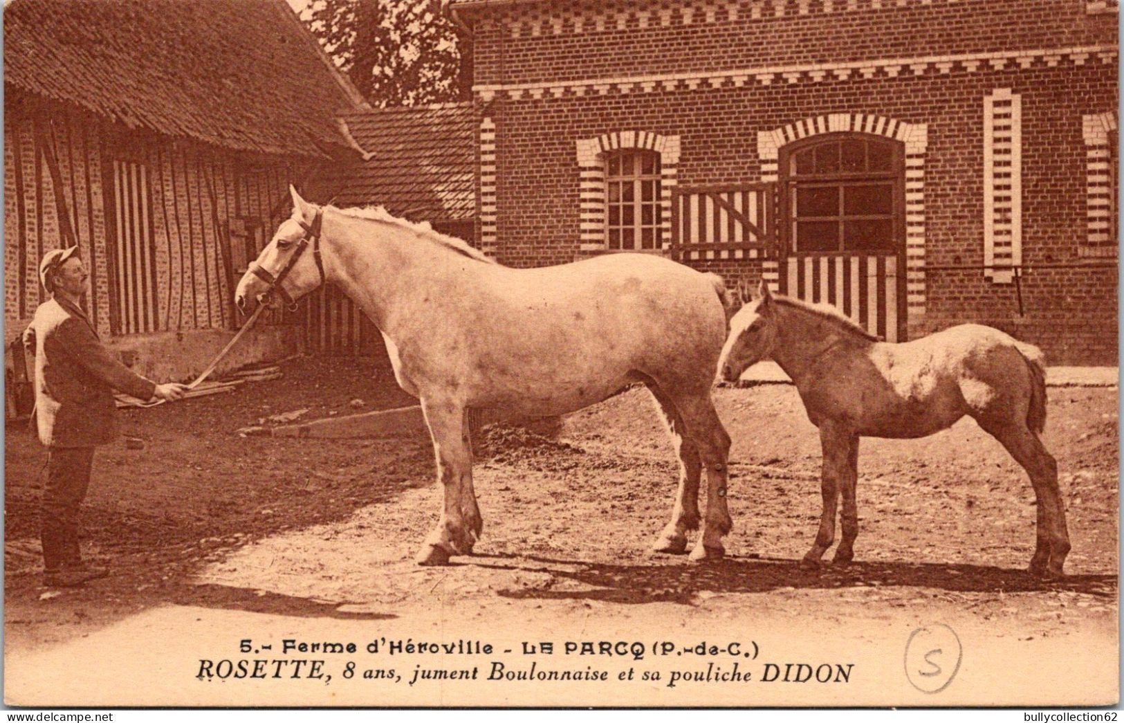 CPA -  SELECTION   -  LE PARCQ  -  Ferme d' Héroville . ROSETTE 8 ans jument Boulonnaise et sa Pouliche DIDON.