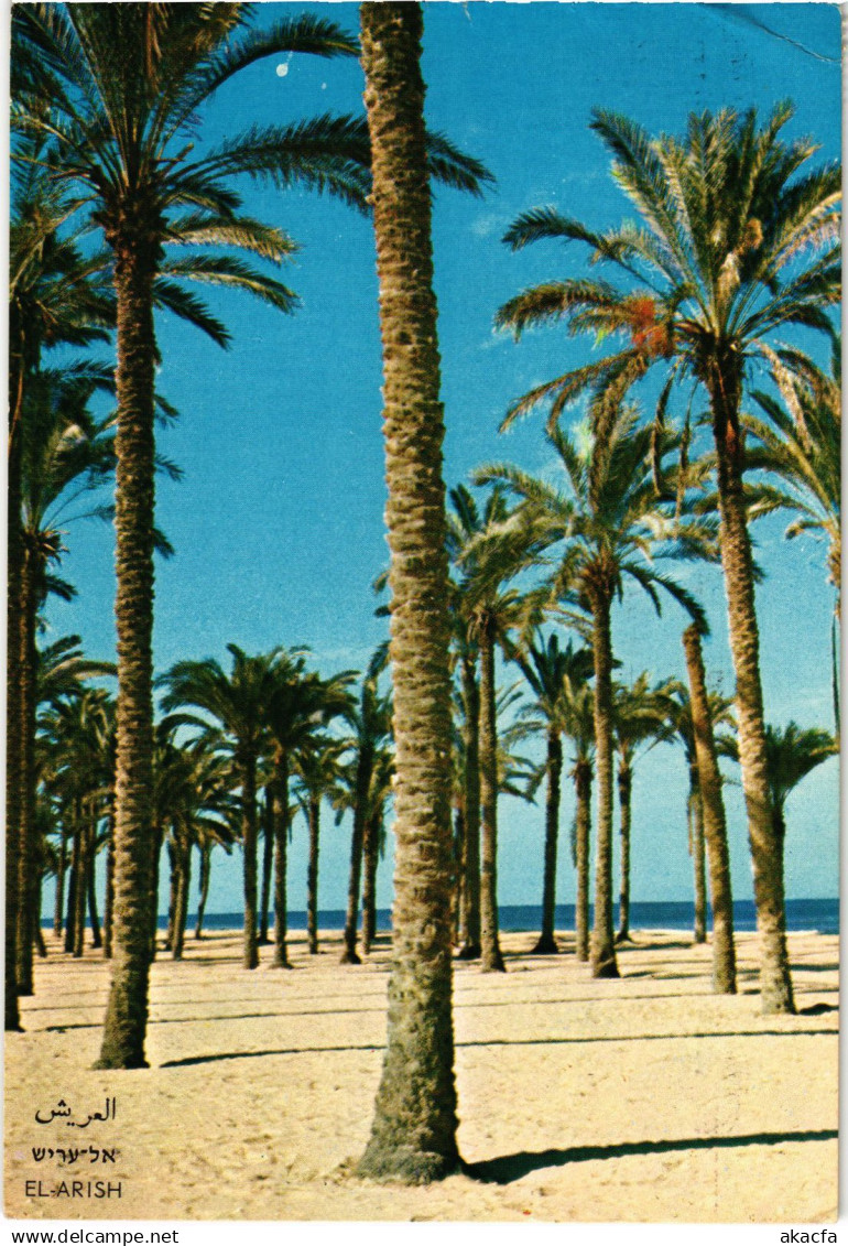 CPM AK El Arish The palm trees at the beach ISRAEL (1442757)