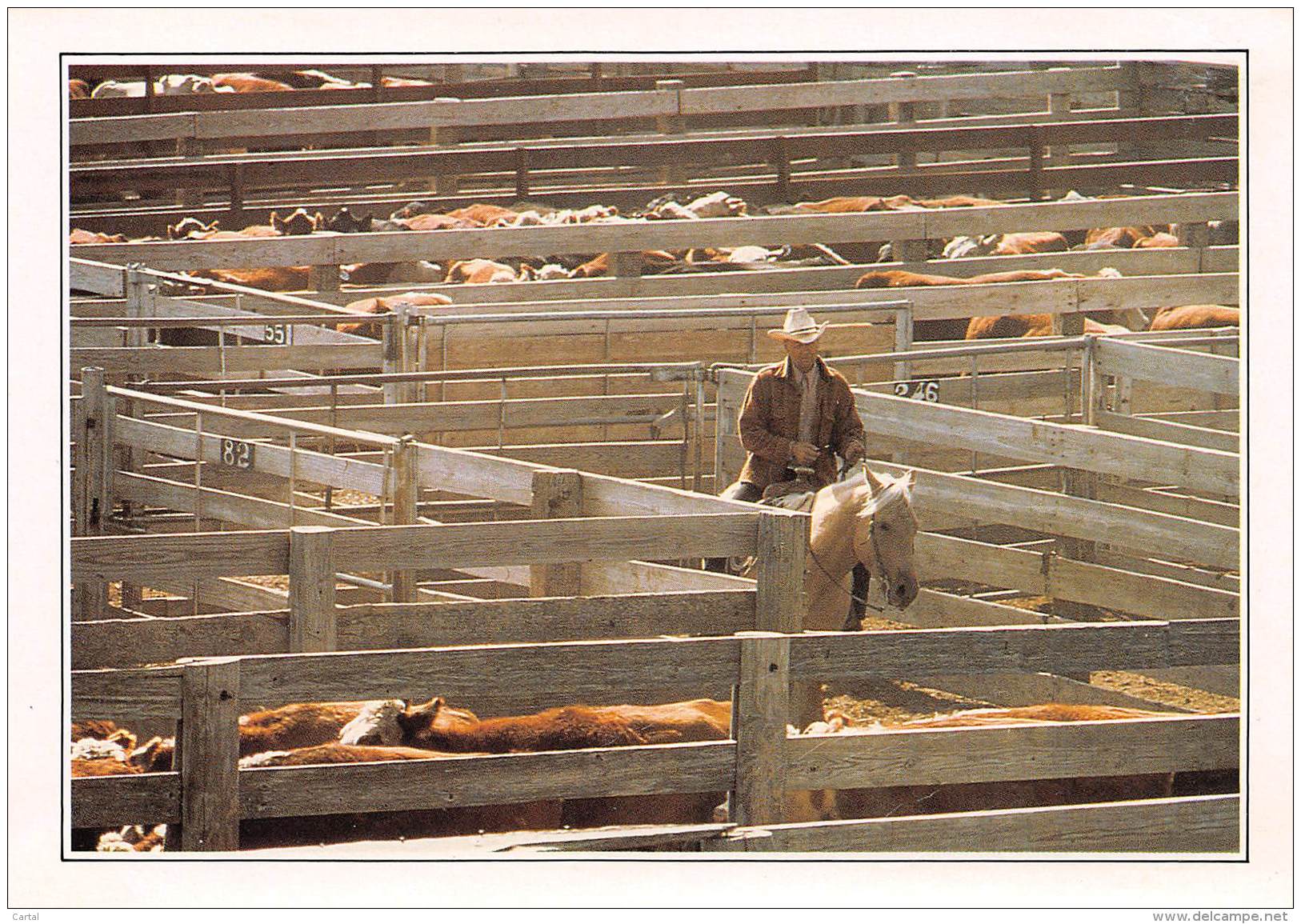 CPM - AMARILLO - Cattle in the corral