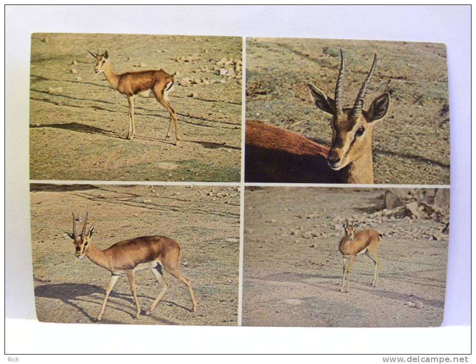 CPM  Arabie Saoudite - gazelles Saudi Arabia