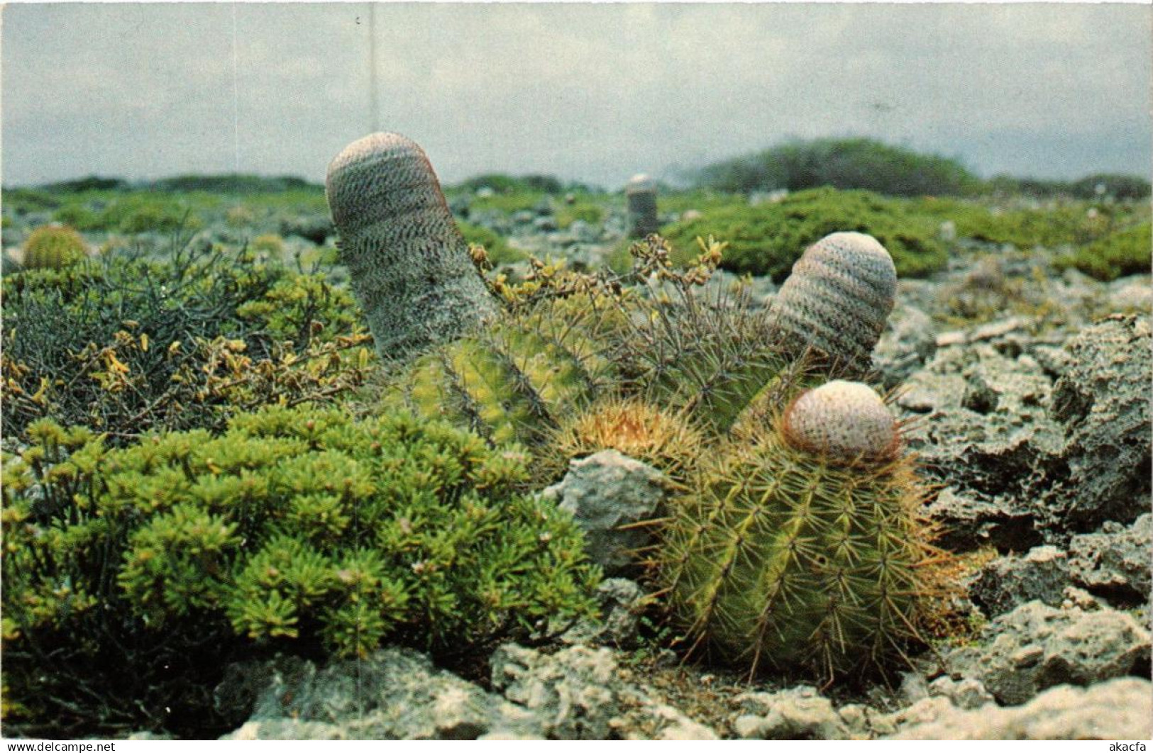 CPM Ball Cacti on limestone rocks near Spelonk. BONAIRE (660284)