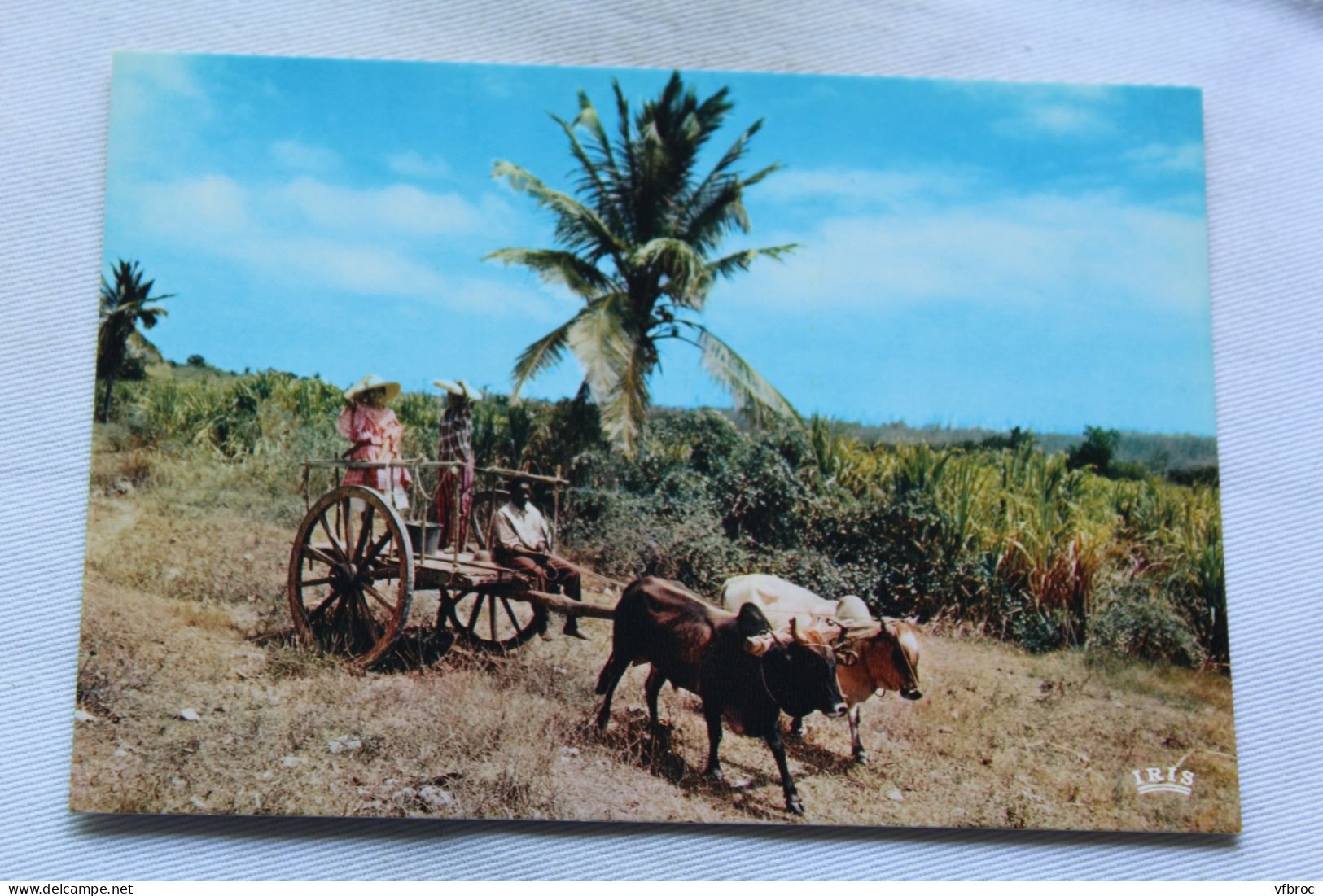 Cpm, charette à boeufs, Guadeloupe