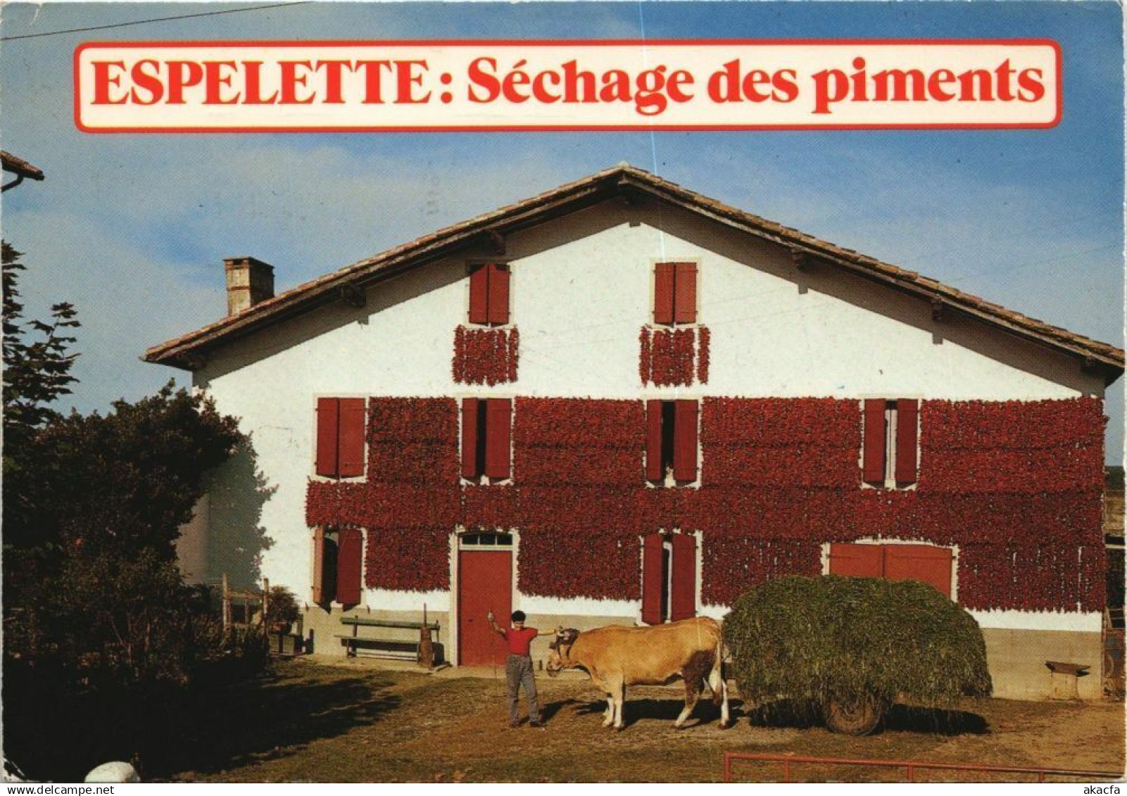 CPM ESPELETTE Le Sechage des Piments (1168482)