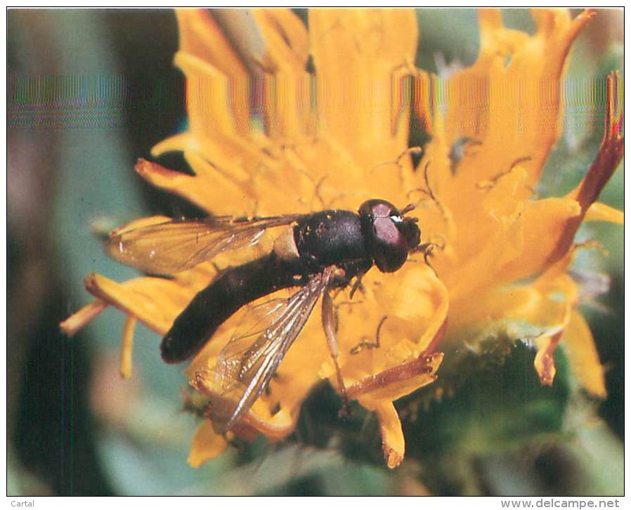 CPM - Insectos Dos Açores - Sphaerophoria nigra Frey