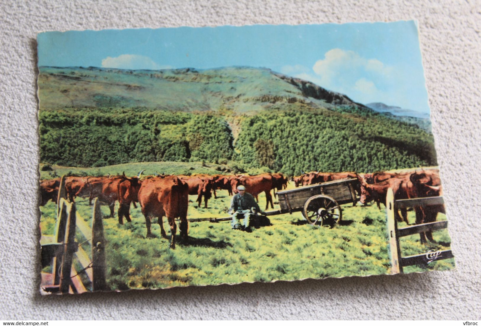 Cpm, le Cantal pittoresque, troupeaux au parc, Cantal 15