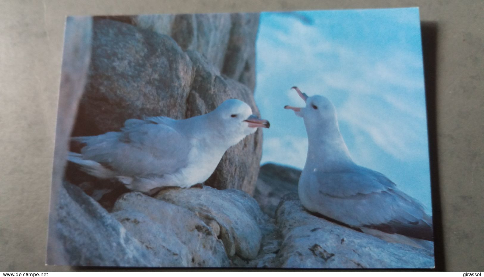 CPM TAAF TERRES AUSTRALES ET ANTARCTIQUES FRANCAISES FULMAR ANTARCTIQUE TERRE ADELIE PHOTO DUMON FATRAS