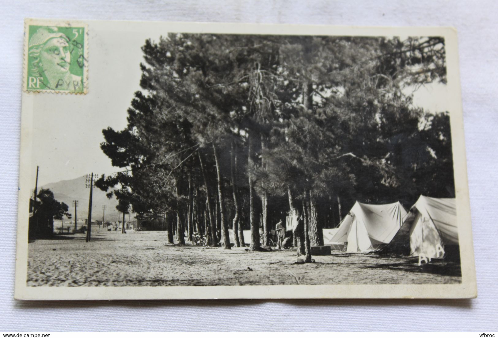 Cpsm 1947, Argeles sur mer, camping sous les pins, Pyrénées orientales 66