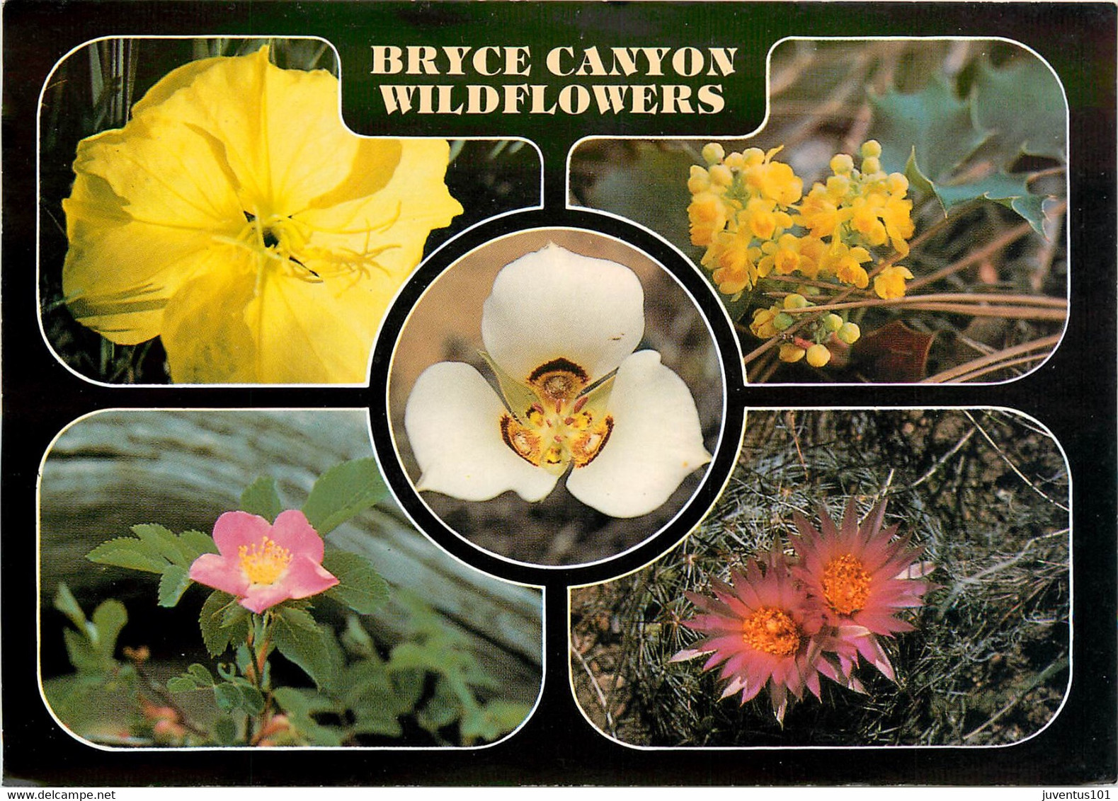 CPSM Bryce Canyon Wildflowers    L691