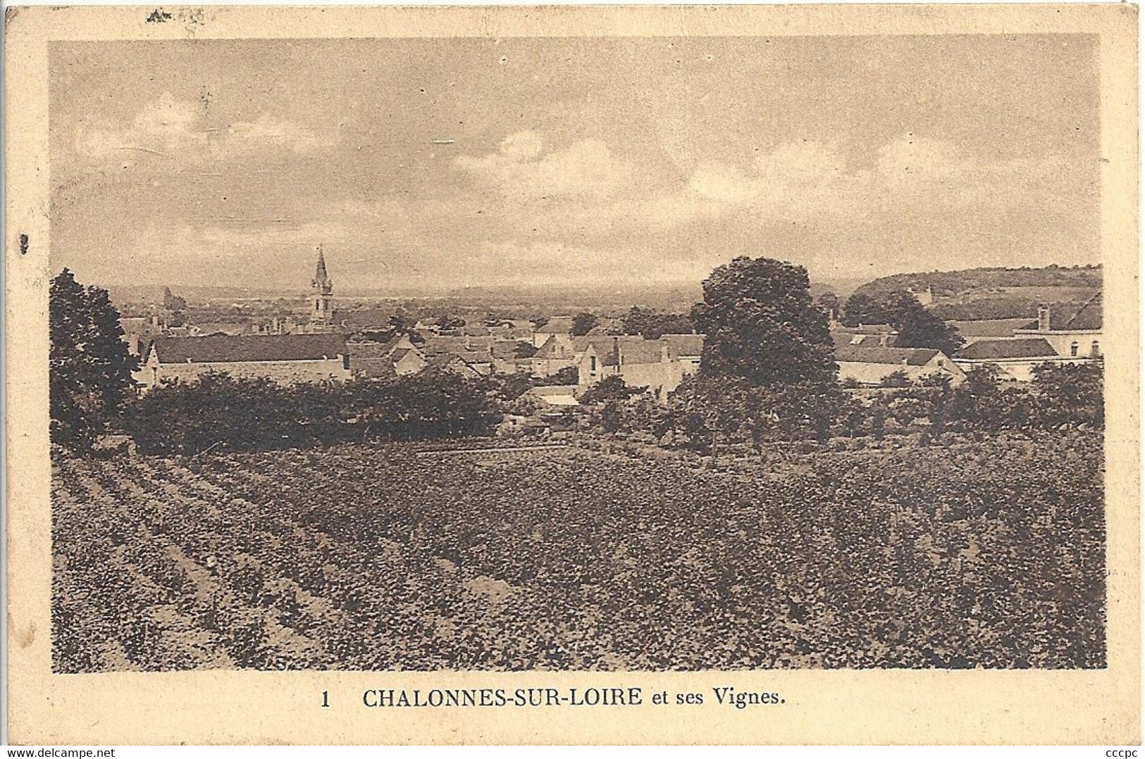 CPSM Chalonnes-sur-Loire et ses vignes