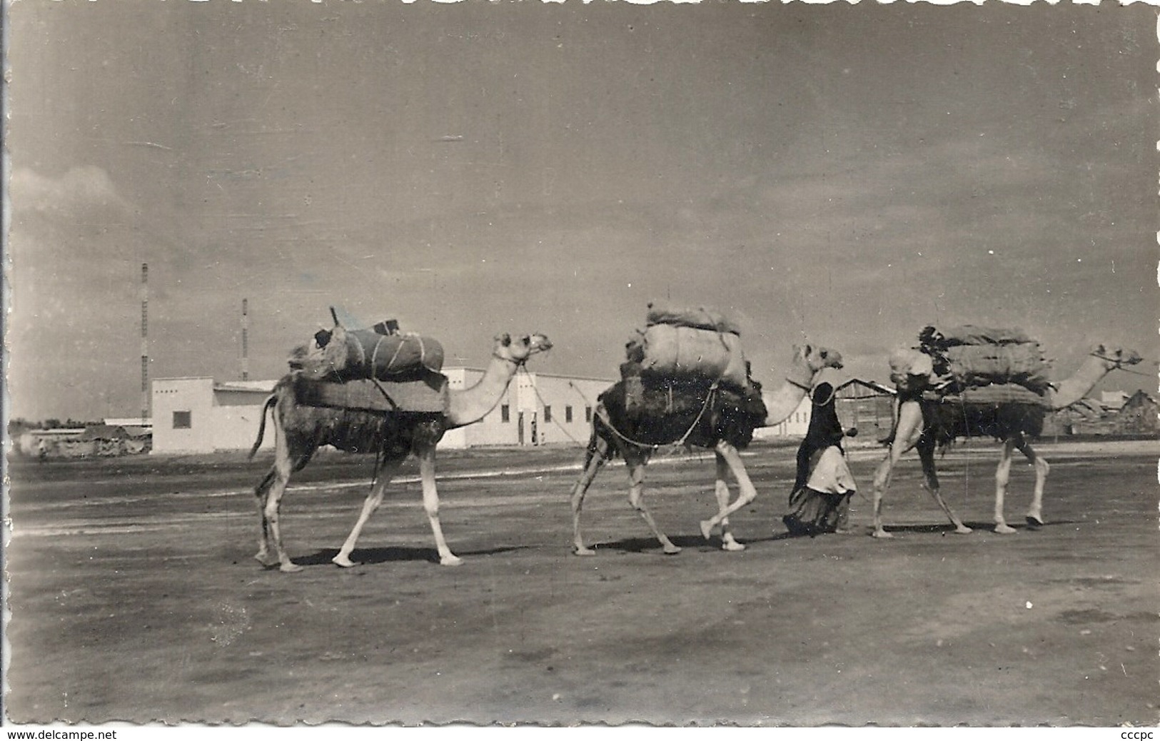 CPSM Djibouti Caravane