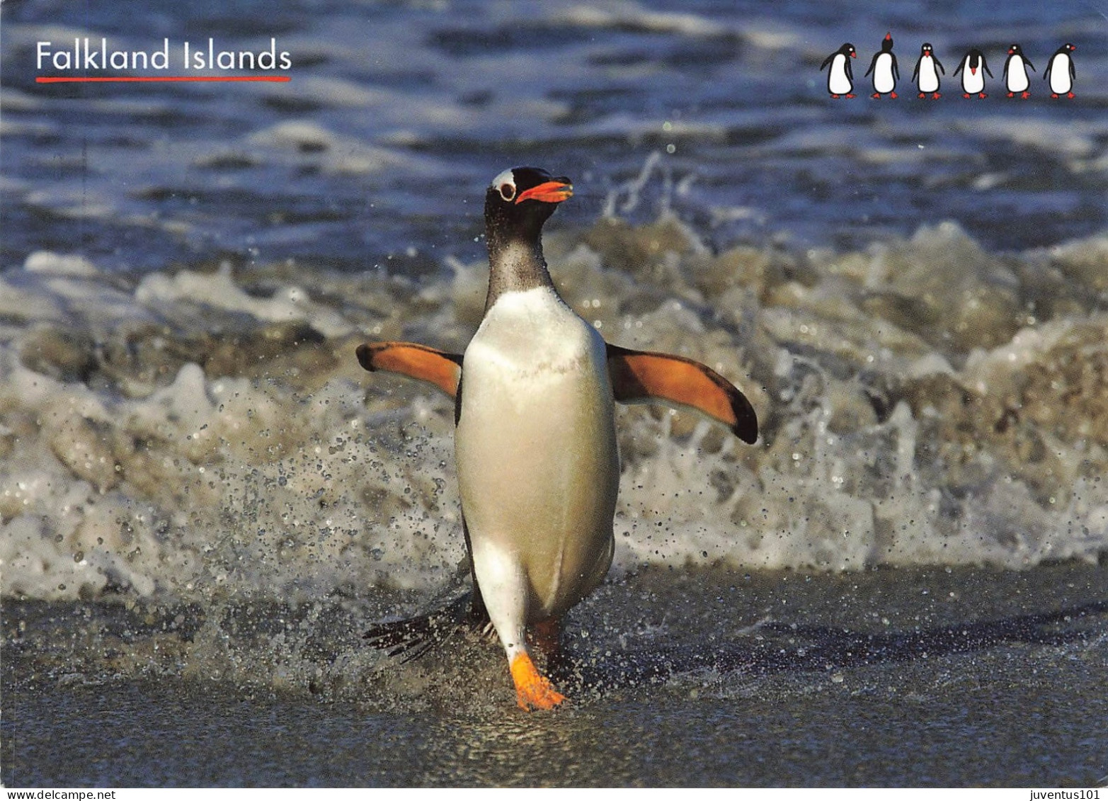 CPSM Falkland Islands-Gentoo Penguin-Pingouin-Beau Timbre-RARE      L2463