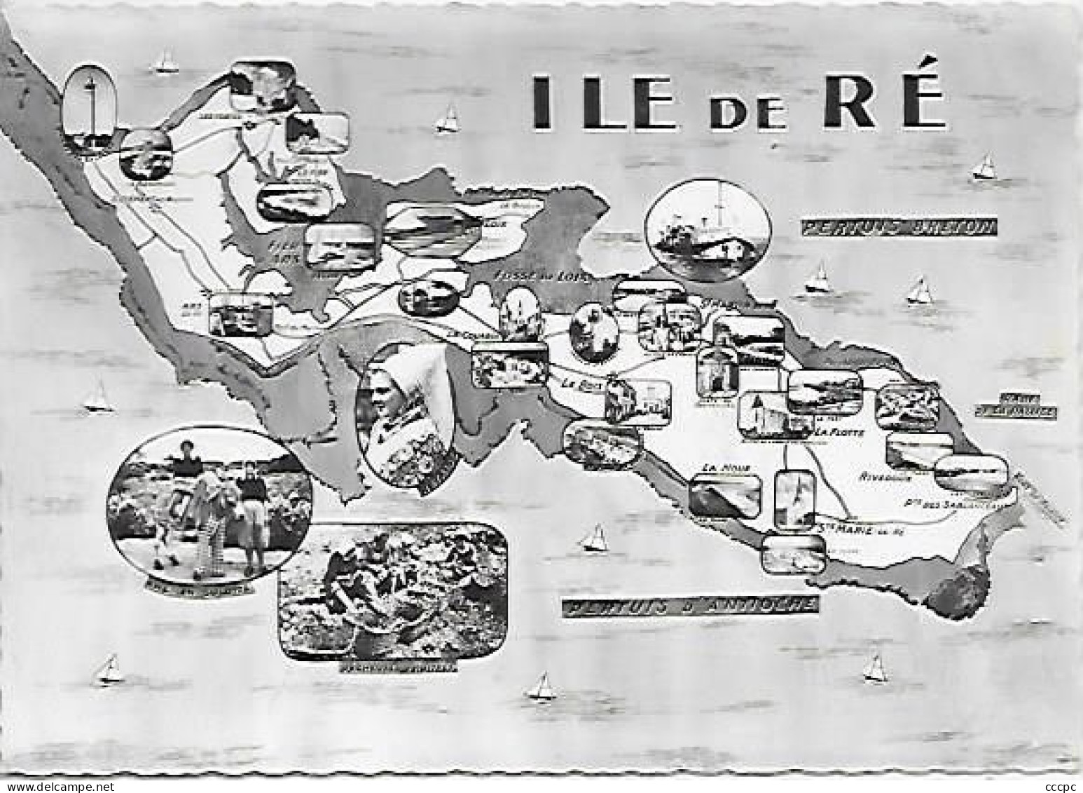 CPSM Ile de Ré - Carte