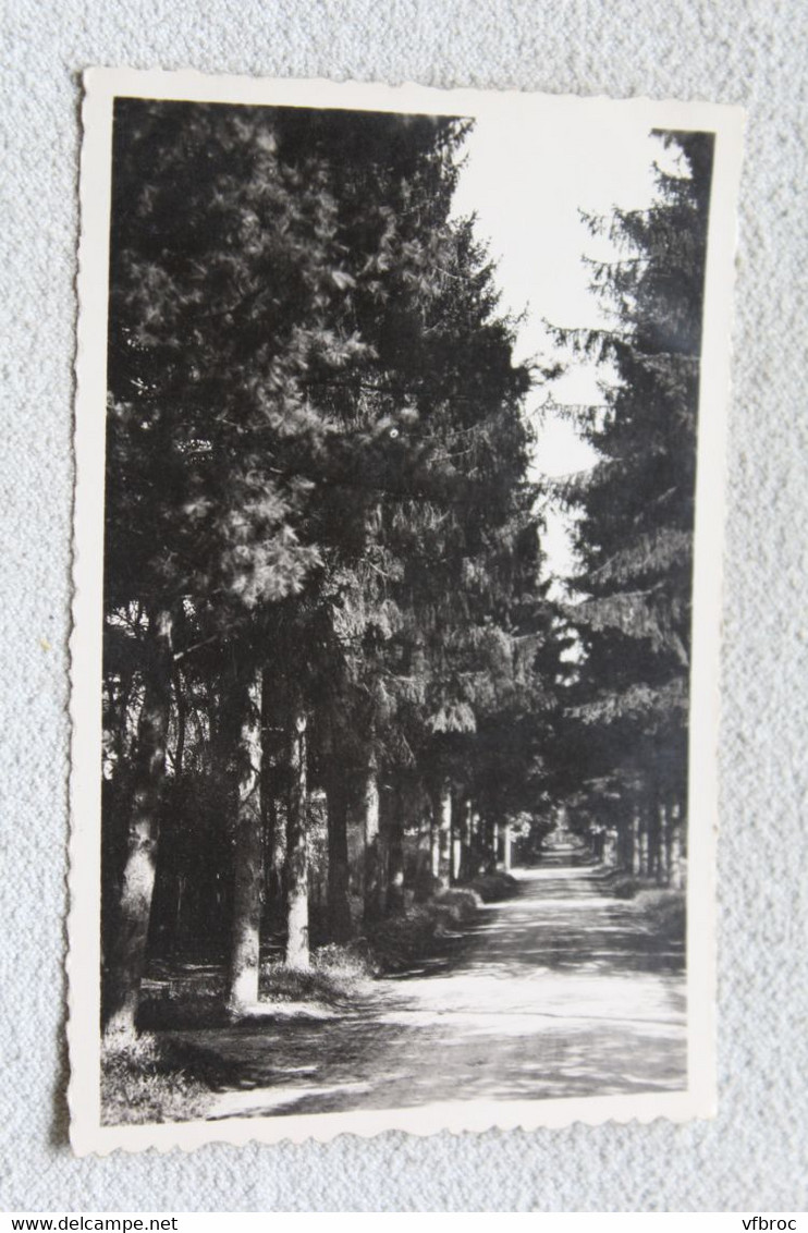 Cpsm, Maisons Laffitte, avenue Augereau, les sapins, Yvelines 78