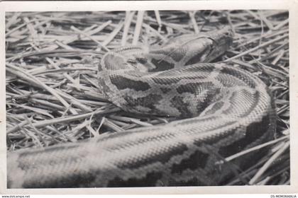 Zagreb - City Zoo , Python or Anaconda ca.1930