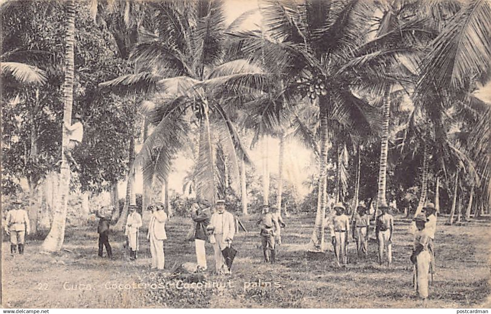 CUBA - Cocoteros - Cocoanut Palms - Ed. desconocido