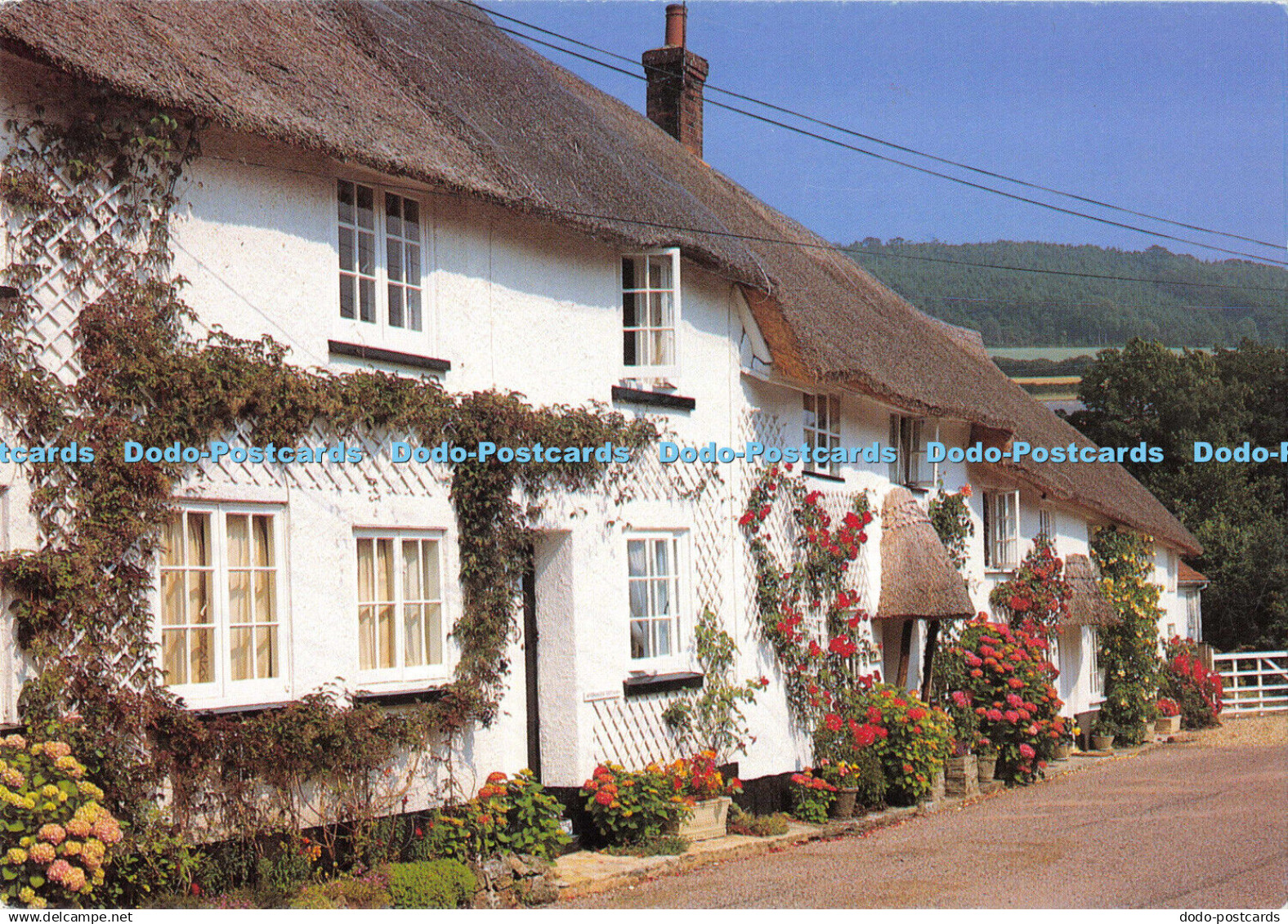 D000126 Sidbury. Devon. Typical Devon thatch. Owen H. Brogan. Beric Tempest