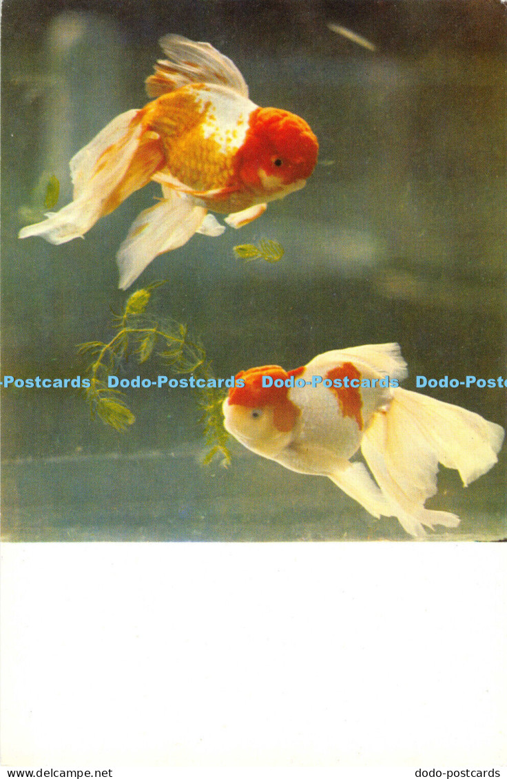 D005836 Gold fish. Poissons rouges