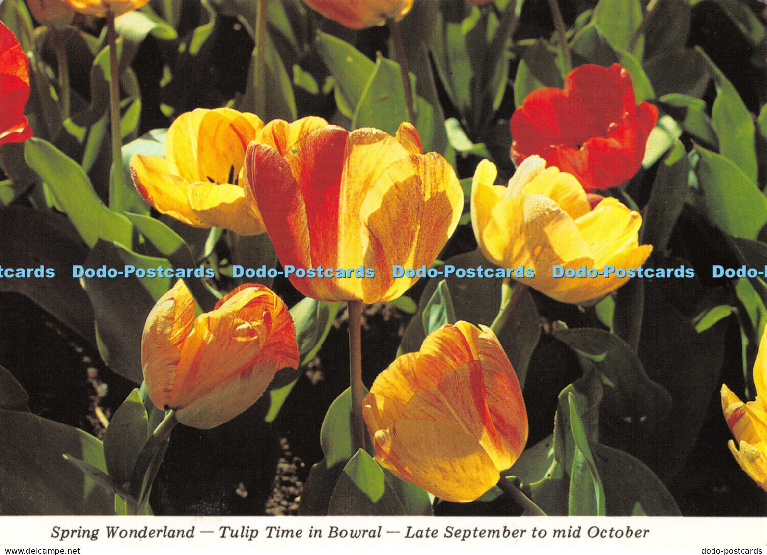 D009717 Spring Wonderland. Tulip. Bowral. Yellow. Close Up. Wollongong. Brian Sc