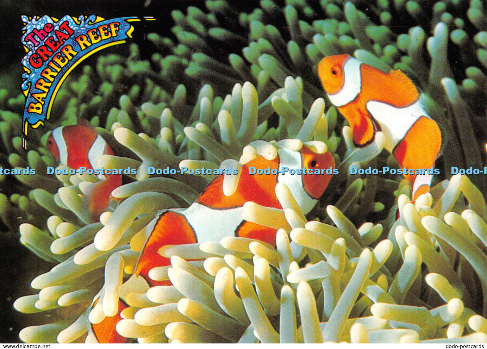 D011161 Anemone and Clown Fish. Great Barrier Reef. N. Q. Roger Steene. 1993