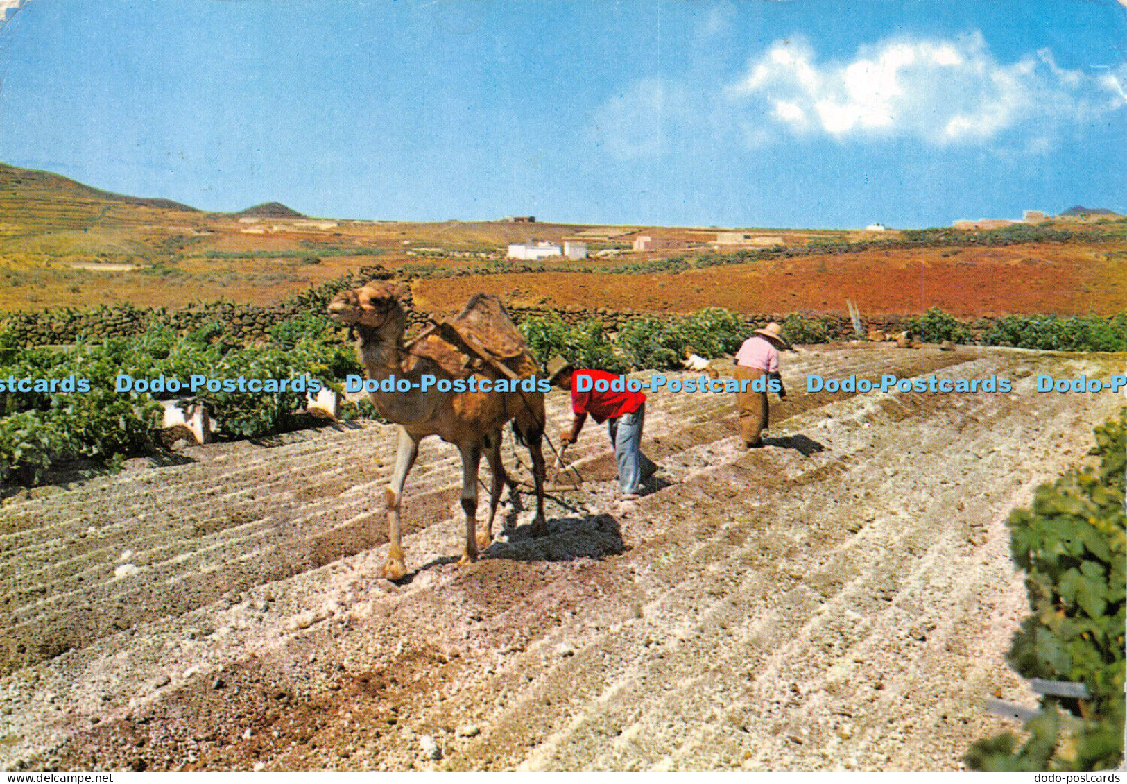 D024308 Islas Canarias. Ploughing with camel. Beascoa. Gasteiz