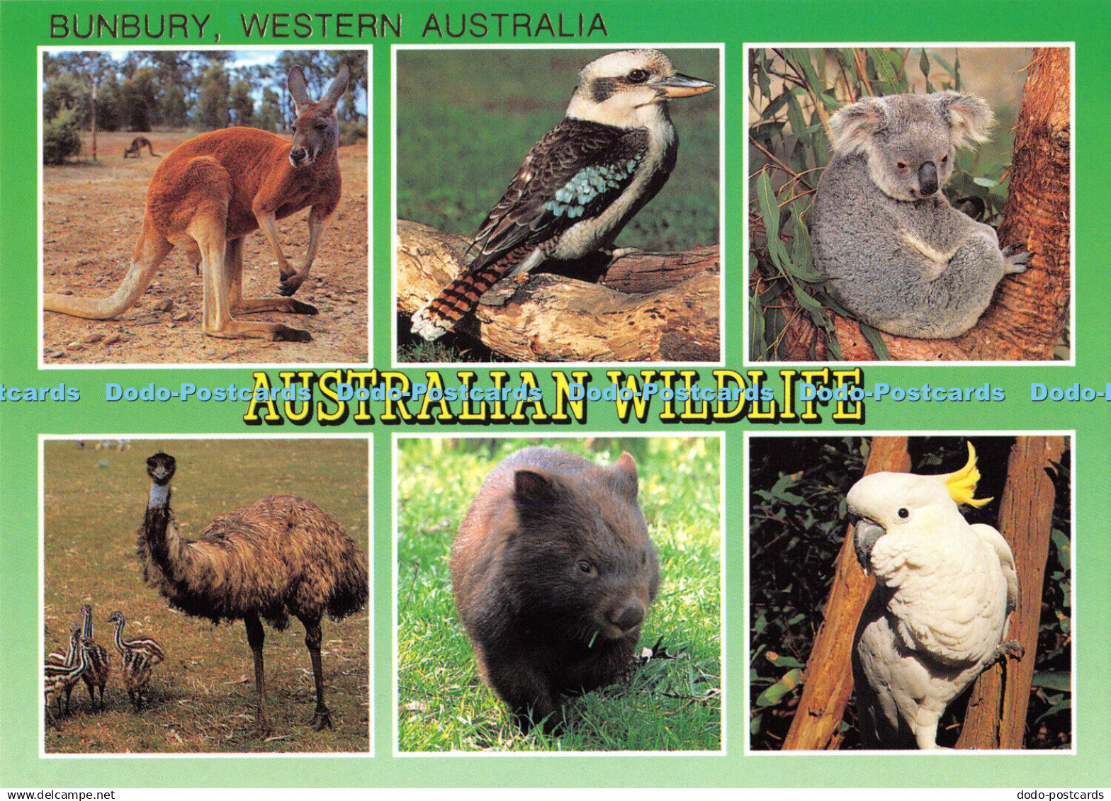 D032728 Western Australia. Bunbury. Australian Wildlife. Red Kangaroo. Koala. Wo