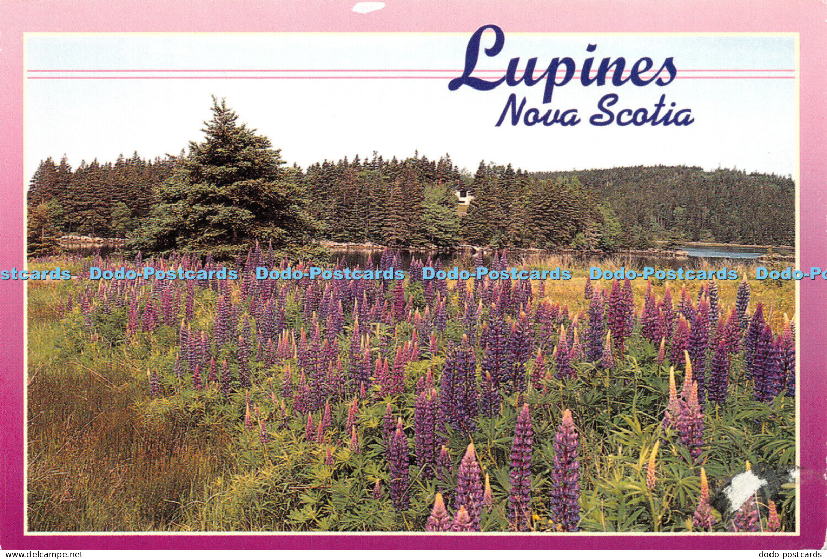 D041309 Lupines. Nova Scotia. From Yarmouth to Cape Breton Travellers are Deligh