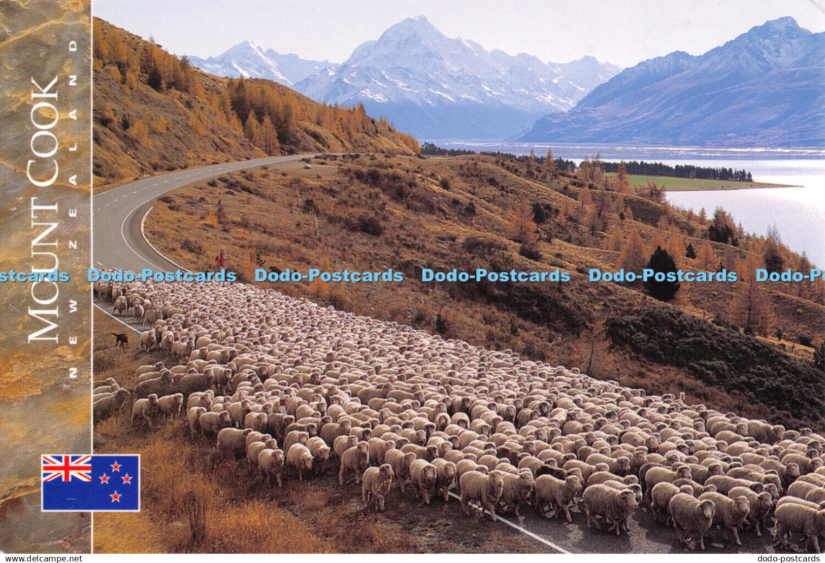 D047131 Mount Cook New Zeeland.Mustering sheep by Lake Pukaki with Mount Cook in