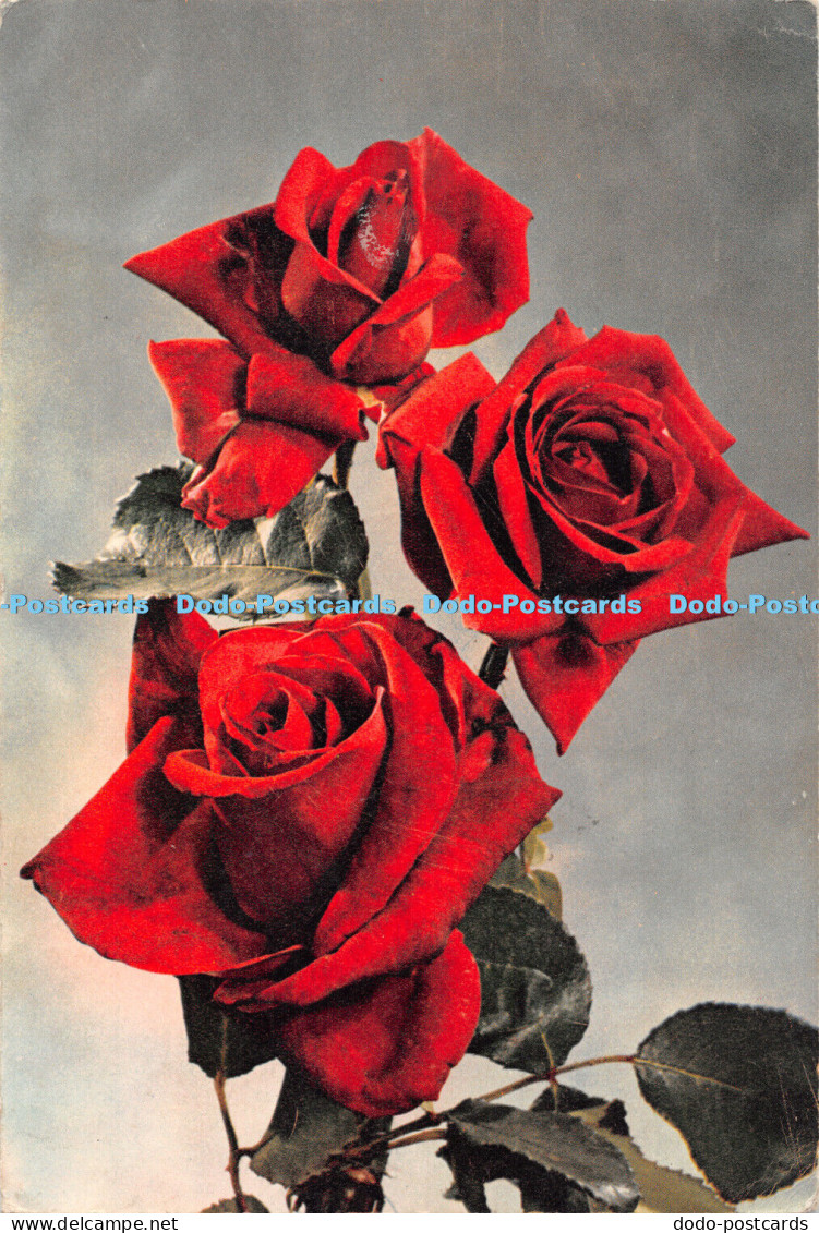 D053530 Rose. Independence. J. Arthur Dixon. 1954