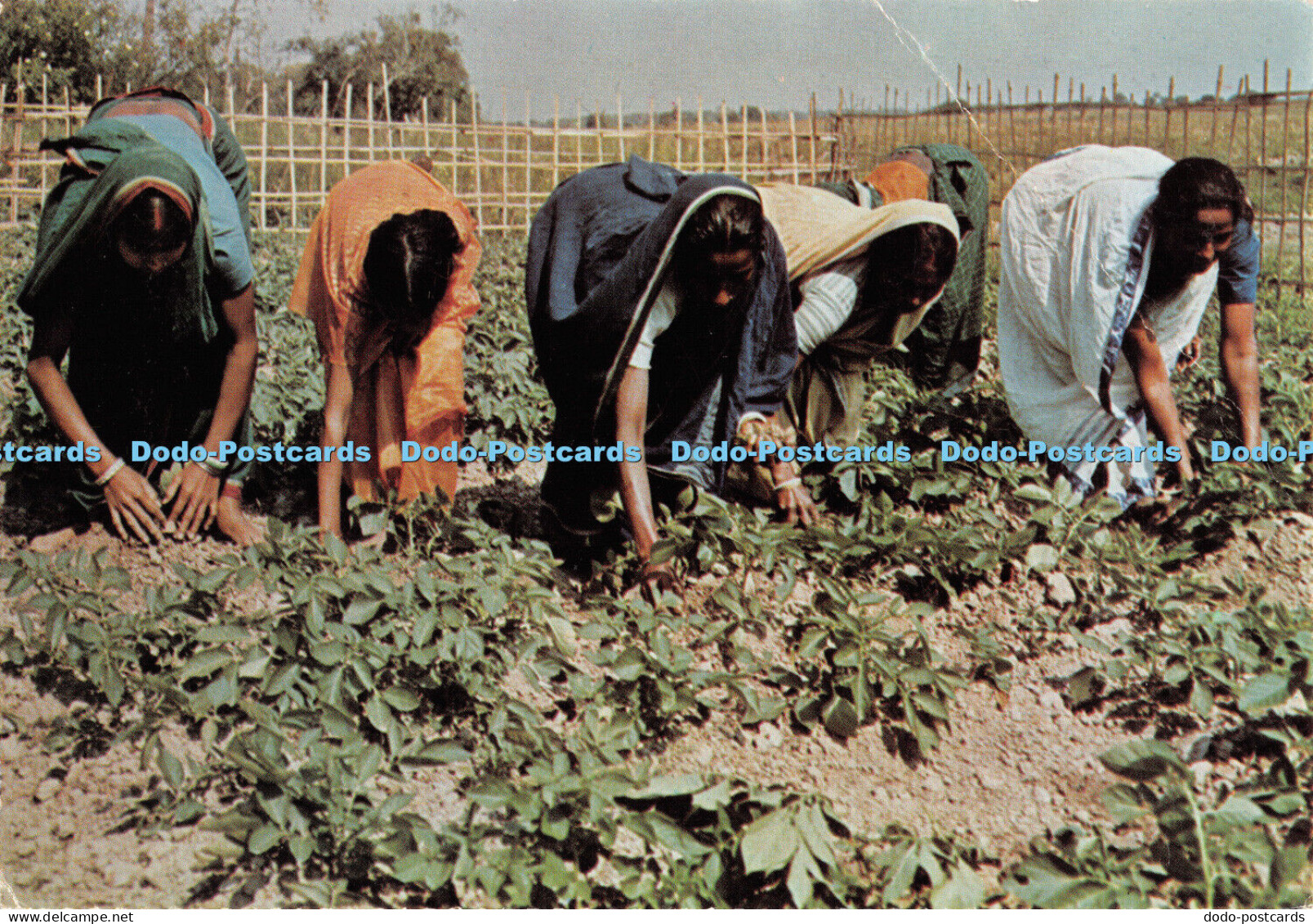 D055511 Bangladesh. Kitchen Gardening. Oxfam. Judges