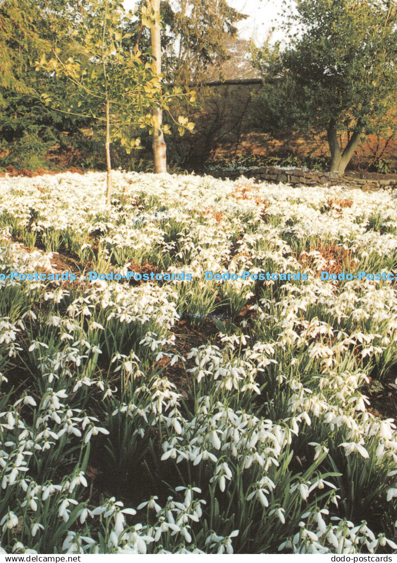 D084929 Snowdrops at Kingston Lacy near Wimborne. Dorset. Kingston Lacy is a pro