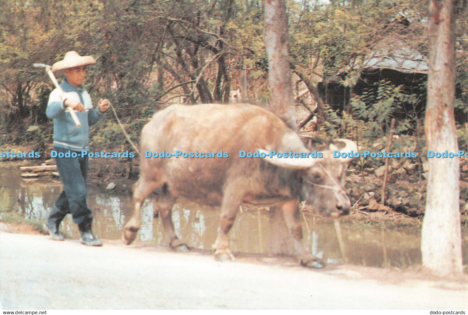 D088907 Chinese Peasantand Water Buffalo