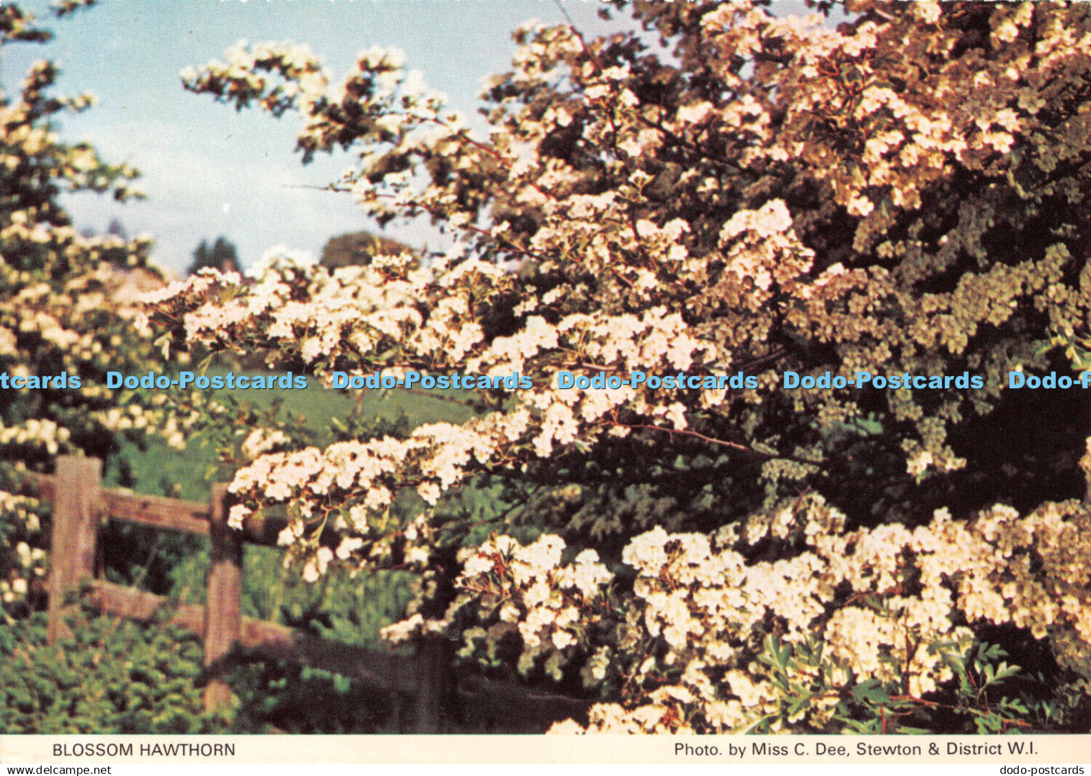 D089322 Blossom Hawthorn. Lincolnshire North. Lincolnshire South and Humberside