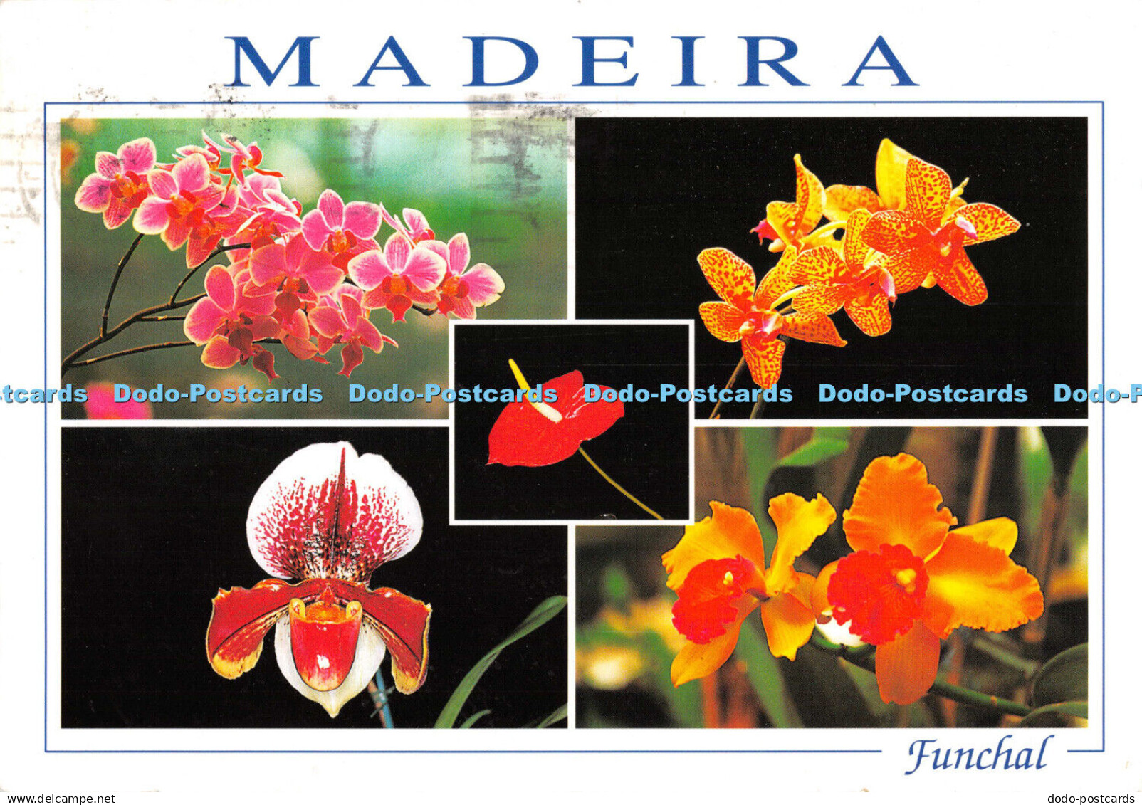 D105001 Madeira. Funchal. Madeira Orchid Farm. Quinta dos Saltos. Francisco Ribe