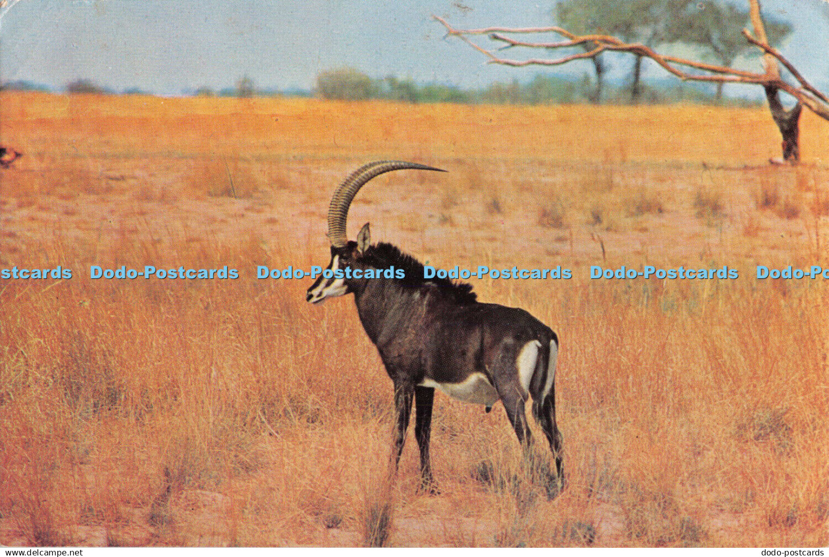 D105293 Sable Bull. C. T. P. Botswana Government